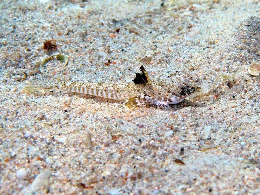 Femmine di Callionymus pusillus